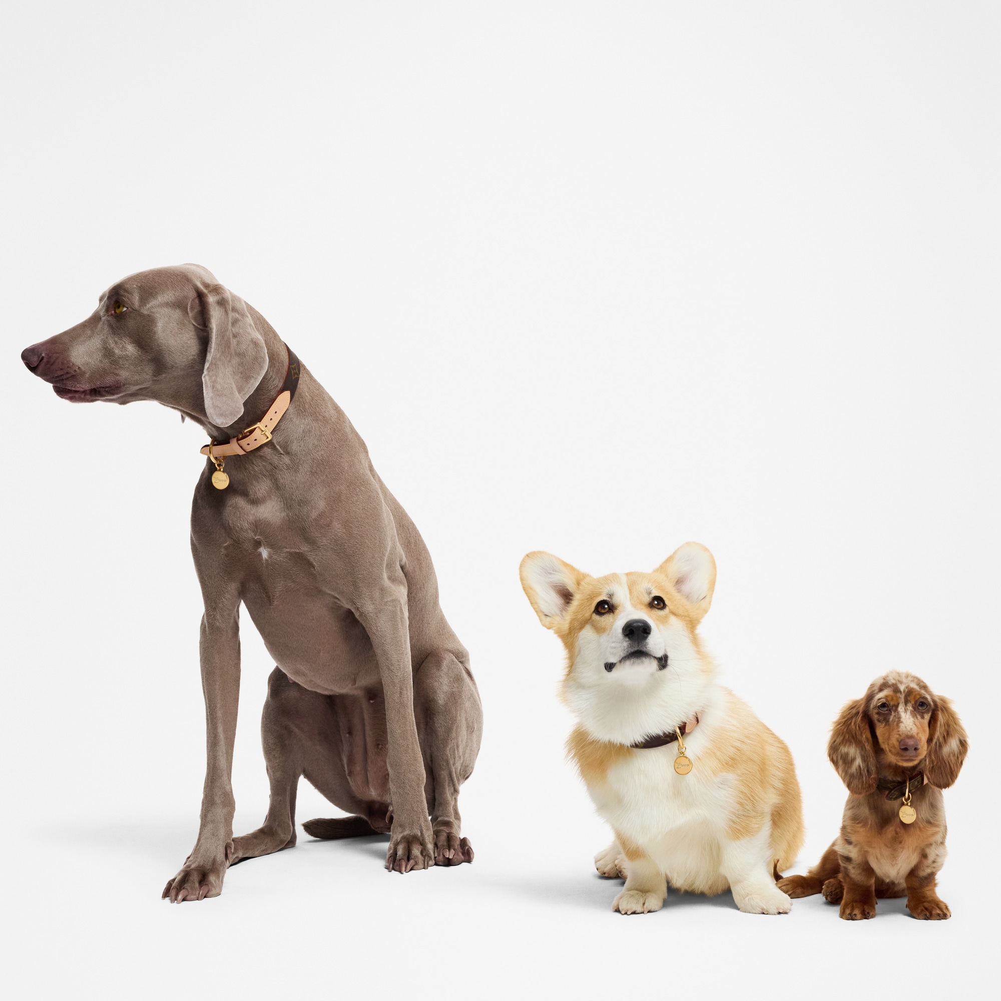  Accessoires pour Animaux } Collier pour chien MM | Louis Vuitton ® (Zoom produit)