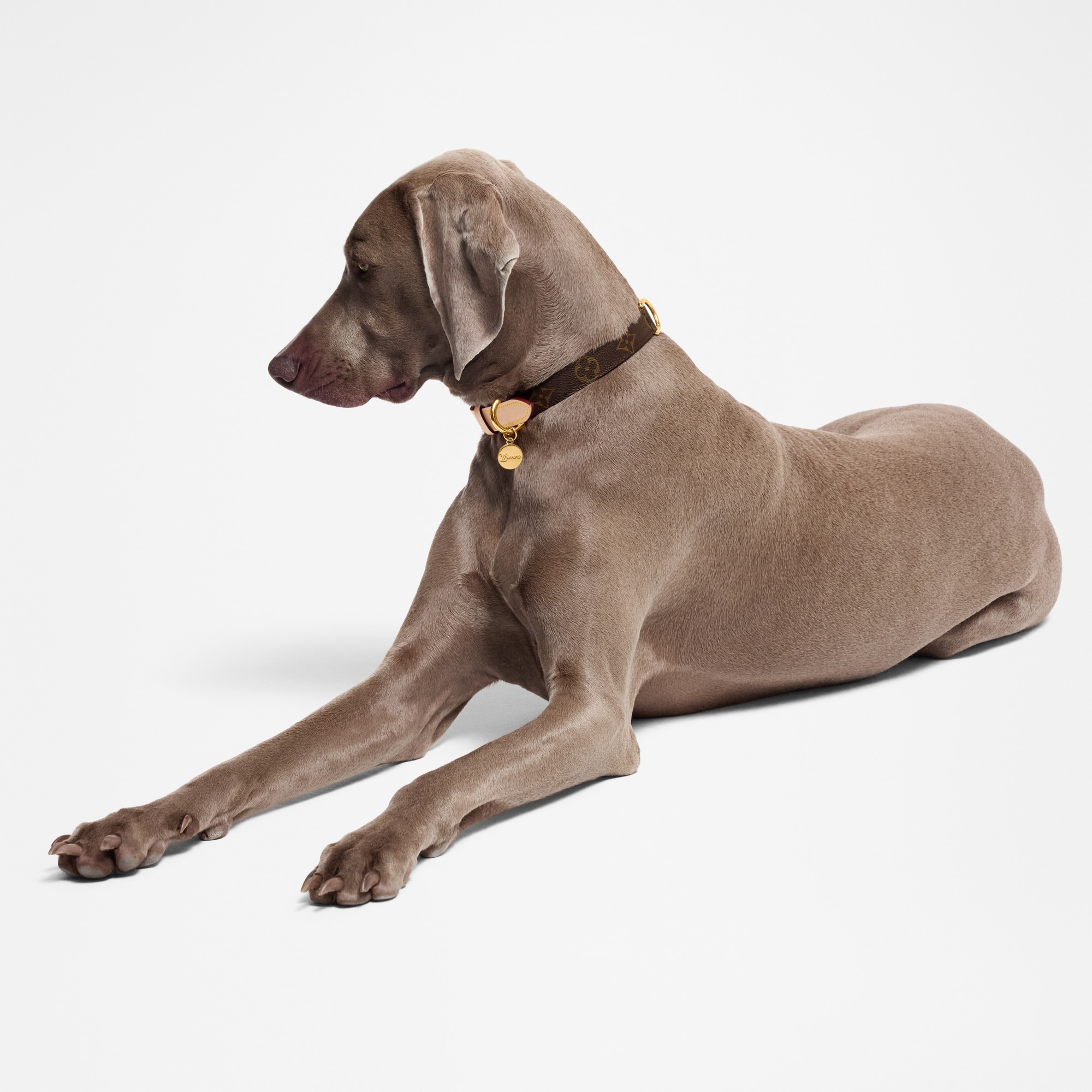  Accessoires pour Animaux } Collier pour chien MM | Louis Vuitton ® (Zoom produit)