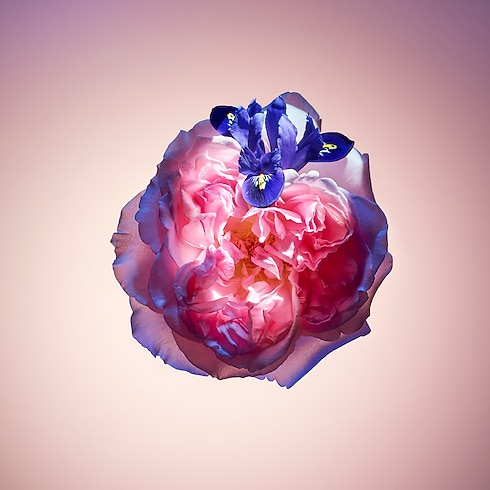 Collections Parfums Féminins Parfum Rose des Vents | Louis Vuitton ® (Zoom produit)